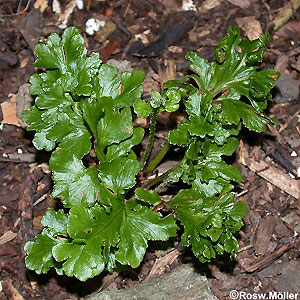 1Aspl_scolop_Glomerata_2G.jpg
