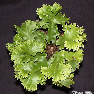 1Aspl_scolop_Ramosa_C_2G.jpg