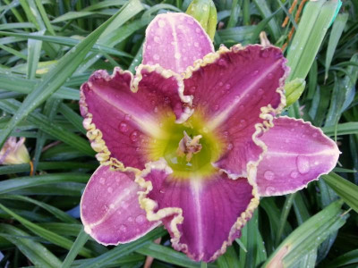 Profound Mystery x Faberge Easter B hoch.jpg