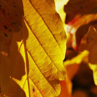 Parrotia_1_30-10-05.jpg