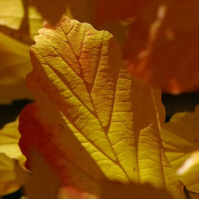 Parrotia_2_30-10-05.jpg