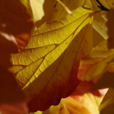 Parrotia_3_30-10-05.jpg