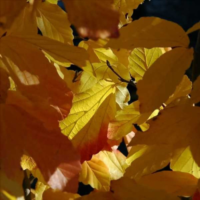 Parrotia_4_30-10-05.jpg