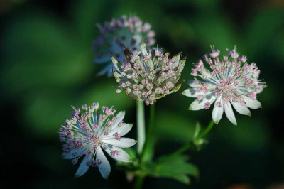 Astrantia_1_30-10-05.jpg