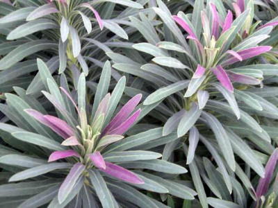 Euphorbia_characias_2005-10-30.JPG