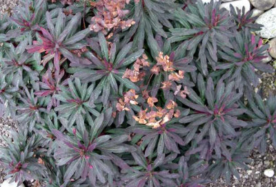 Euphorbia_amygdaloides_var._purpurea_2005-10-30.JPG