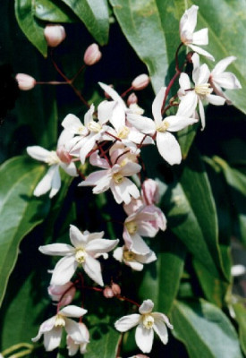 Clematis_armandii_und_apple_blossom.jpg