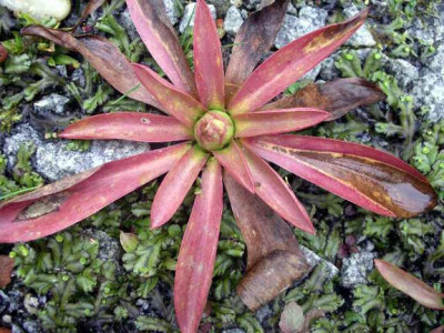 Helonias_bullata_2005-10-30.JPG