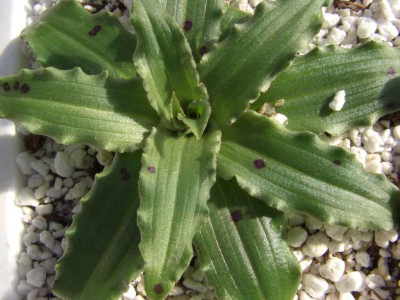 Orchis_italica_Rosette1.jpg