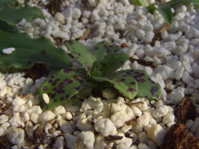 Orchis_italica_Rosette2.jpg