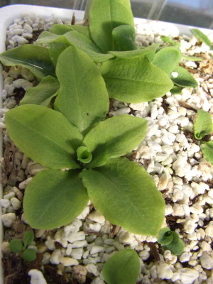 Pterostylis.jpg