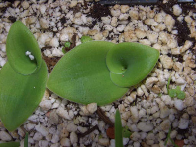 Satyrium.jpg