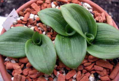 Ophrys_fusca__ssp._attovirens_2005-10-31.JPG