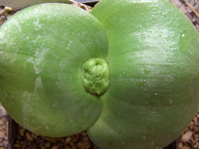 Massonia_echinata.jpg