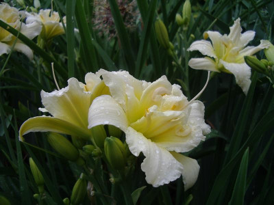 IMGP9882.JPG