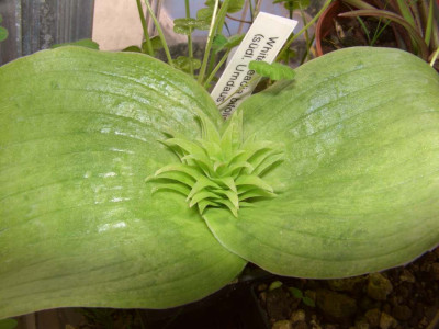 Whiteheadia_bifolia.jpg