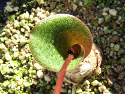 Resnova_megaphylla_Blatt.jpg