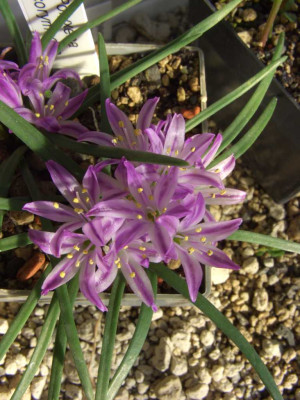 Polyxena_corymbosa_Vollblute.jpg