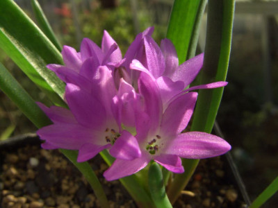 Polyxena_pauciflora.jpg