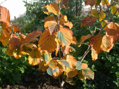 Zaubernuss_S3_21234_82.jpg