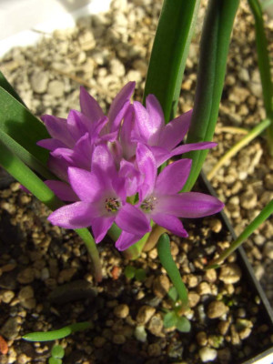 Polyxena_pauciflora1.jpg