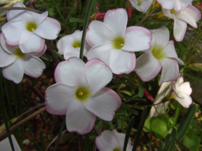Oxalis_versicolor1.jpg