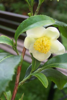 Camellia_sinenis_Blute.jpg