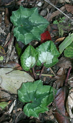 10300004_eCyclamen_hederifolium_Blatt.JPG