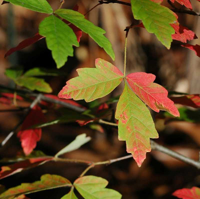 Acer_Griseum_2_30-10-05.jpg