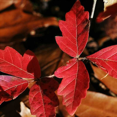 Acer_Griseum_1_30-10-05.jpg