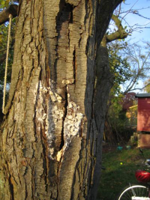 flaumbaum-pilz.jpg