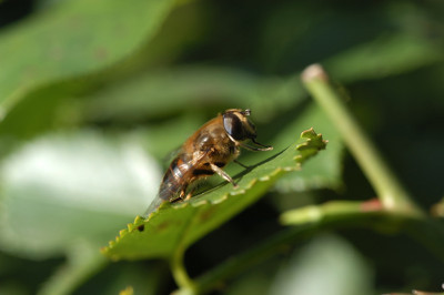haendereiben_N15887s.jpg