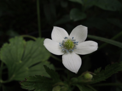 A.rivularis15.JPG