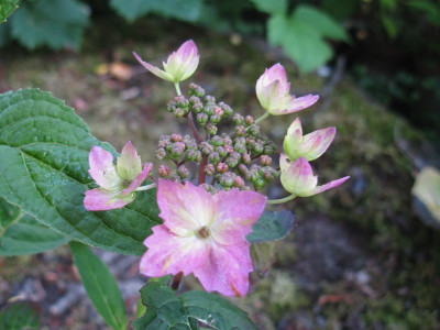 Crug Farm Bicolor (Kopie).jpg