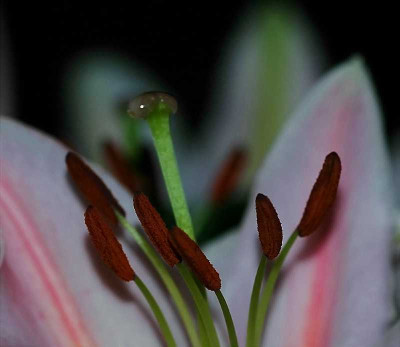 Lilium_1_31-10-05.jpg
