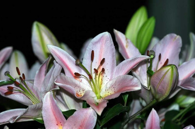 Lilium_2_31-10-05.jpg