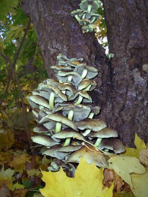 Pilze3.JPG