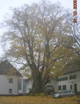 linde_eisengattern.jpg