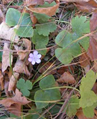 DSCN2423_leberblumchen_im_herbst_f.katrin.jpg
