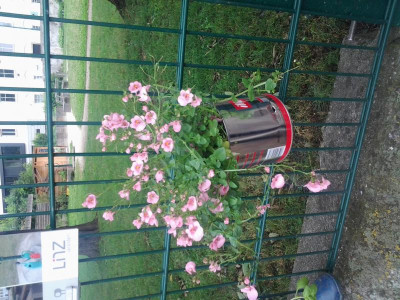 2015-06-21 08.33.51.jpg