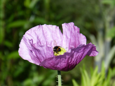 2015-06-21 Papaver.jpg