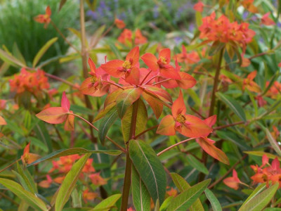 Euphorbia.griffithii.FirGlo.jpg