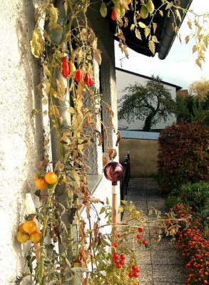 tomaten_november1.JPG