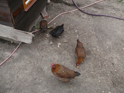 P1240436_800.jpg