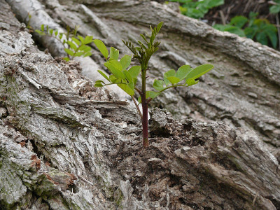 P1240352_800.jpg