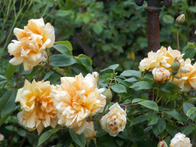 DSCN6248.JPG