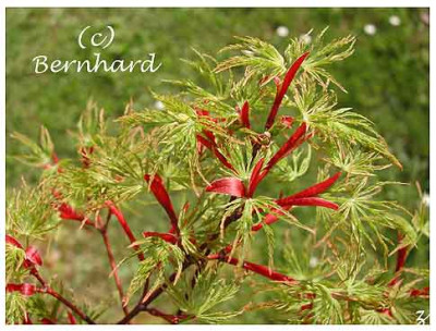 acer_palmatum_seiryu.jpg