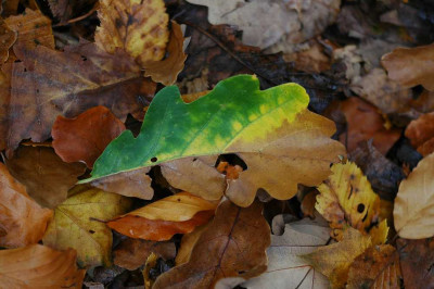 Blattstruktur_1_01-11-05.jpg