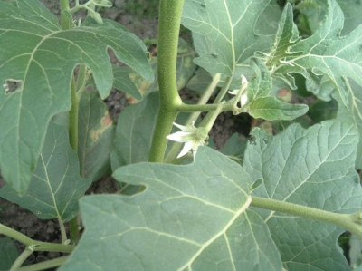 Aubergine.jpg
