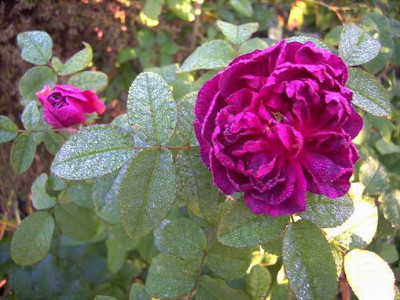 Indigo_im_Herbst.JPG
